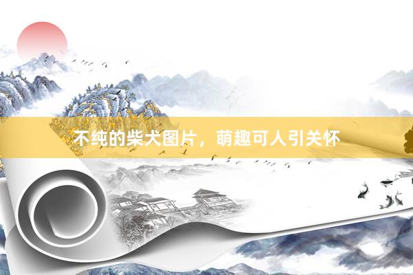 不纯的柴犬图片,萌趣可人引关怀